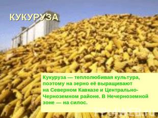 КУКУРУЗА Кукуруза — теплолюбивая культура, поэтому на зерно её выращивают на Сев