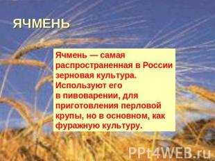 ЯЧМЕНЬ Ячмень — самая распространенная в России зерновая культура. Используют ег