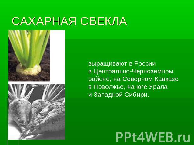 САХАРНАЯ СВЕКЛА выращивают в России в Центрально-Черноземном районе, на Северном Кавказе, в Поволжье, на юге Урала и Западной Сибири.