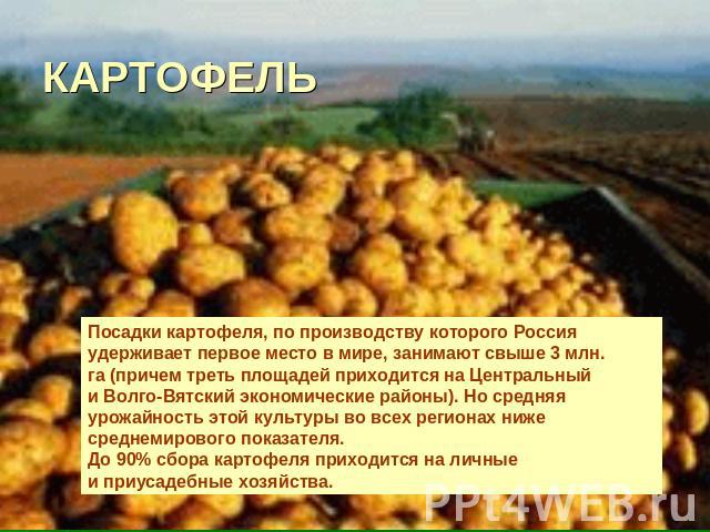 КАРТОФЕЛЬ Посадки картофеля, по производству которого Россия удерживает первое место в мире, занимают свыше 3 млн. га (причем треть площадей приходится на Центральный и Волго-Вятский экономические районы). Но средняя урожайность этой культуры во все…