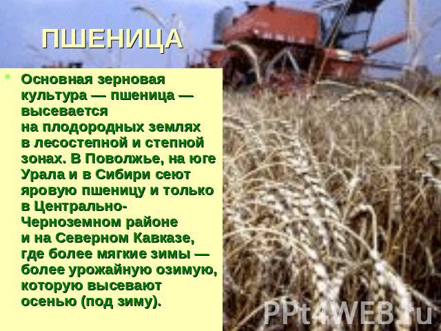 ПШЕНИЦА Основная зерновая культура — пшеница — высевается на плодородных землях в лесостепной и степной зонах. В Поволжье, на юге Урала и в Сибири сеют яровую пшеницу и только в Центрально-Черноземном районе и на Северном Кавказе, где более мягкие з…