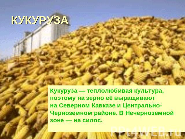 КУКУРУЗА Кукуруза — теплолюбивая культура, поэтому на зерно её выращивают на Северном Кавказе и Центрально-Черноземном районе. В Нечерноземной зоне — на силос.