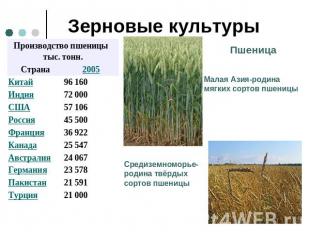 Зерновые культуры Пшеница Малая Азия-родина мягких сортов пшеницыСредиземноморье
