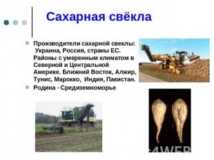 Сахарная свёкла Производители сахарной свеклы: Украина, Россия, страны ЕС. Район