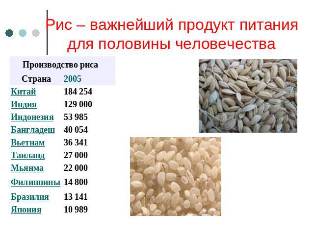Рис – важнейший продукт питания для половины человечества