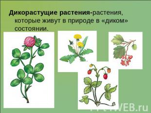 Дикорастущие растения-растения, которые живут в природе в «диком» состоянии.