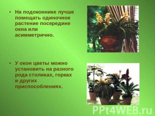 На подоконнике лучше помещать одиночное растение посередине окна или асимметричн