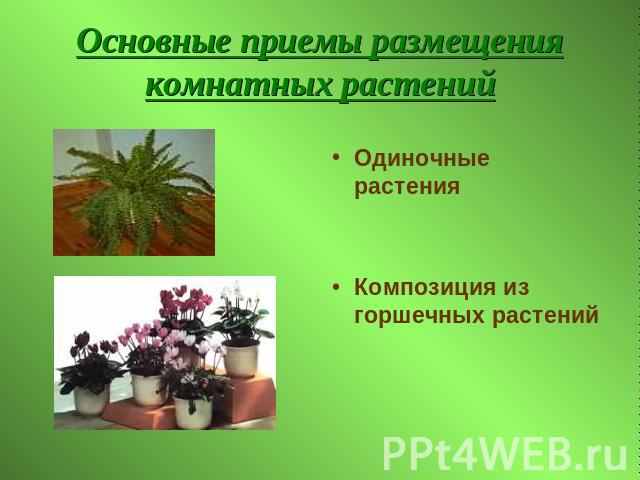 Основные приемы размещения комнатных растений Одиночные растенияКомпозиция из горшечных растений