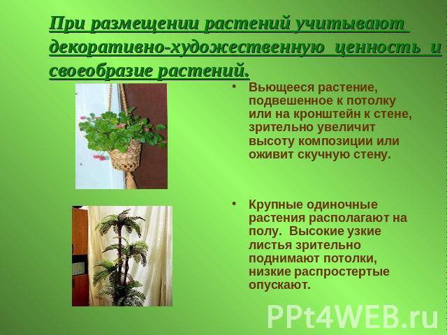 Презентация на тему комнатные растения 7 класс