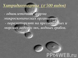 Хитридиомицеты ( 500 видов)- одноклеточная форма микроскопических организмов; -