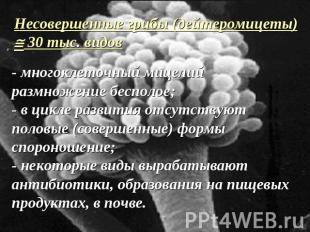 Несовершенные грибы (дейтеромицеты) 30 тыс. видов- многоклеточный мицелийразмнож