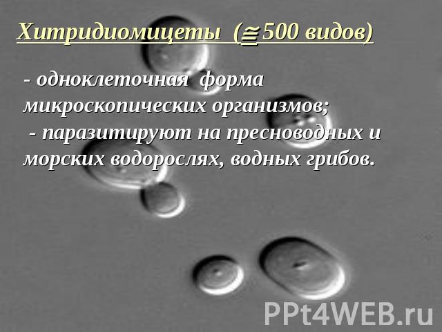 Хитридиомицеты ( 500 видов)- одноклеточная форма микроскопических организмов; - паразитируют на пресноводных и морских водорослях, водных грибов.