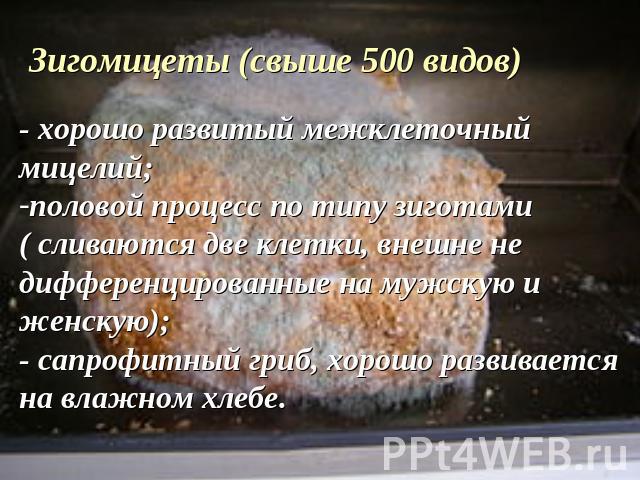 Зигомицеты (свыше 500 видов)- хорошо развитый межклеточный мицелий;половой процесс по типу зиготами ( сливаются две клетки, внешне не дифференцированные на мужскую и женскую);- сапрофитный гриб, хорошо развивается на влажном хлебе.