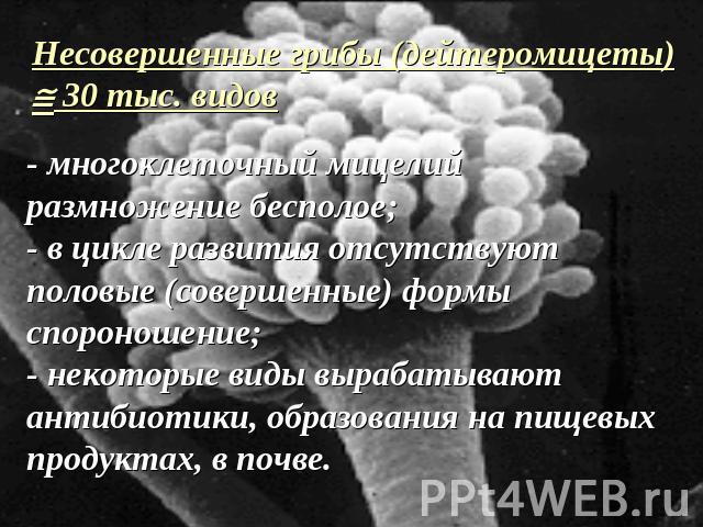 Несовершенные грибы (дейтеромицеты) 30 тыс. видов- многоклеточный мицелийразмножение бесполое;- в цикле развития отсутствуют половые (совершенные) формы спороношение;- некоторые виды вырабатывают антибиотики, образования на пищевых продуктах, в почве.