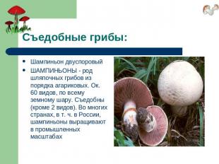 Съедобные грибы: Шампиньон двуспоровыйШАМПИНЬОНЫ - род шляпочных грибов из поряд