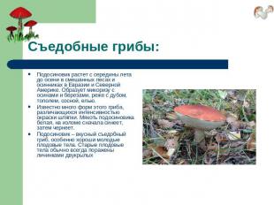 Съедобные грибы: Подосиновик растет с середины лета до осени в смешанных лесах и
