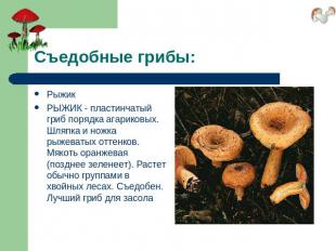 Съедобные грибы: РыжикРЫЖИК - пластинчатый гриб порядка агариковых. Шляпка и нож