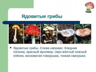Ядовитые грибы Ядовитые грибы. Слева направо: бледная поганка, красный мухомор,