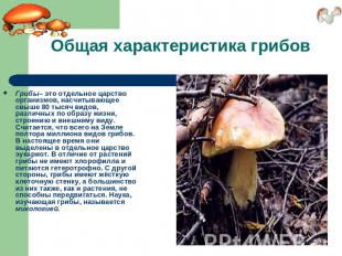 Общая характеристика грибов Грибы– это отдельное царство организмов, насчитывающ