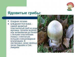 Ядовитые грибы: Бледная поганкаБЛЕДНАЯ ПОГАНКА - самый ядовитый пластинчатый гри