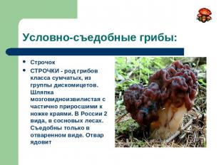 Условно-съедобные грибы: СтрочокСТРОЧКИ - род грибов класса сумчатых, из группы