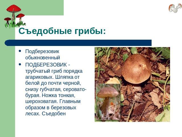 Съедобные грибы: Подберезовик обыкновенныйПОДБЕРЕЗОВИК - трубчатый гриб порядка агариковых. Шляпка от белой до почти черной, снизу губчатая, серовато-бурая. Ножка тонкая, шероховатая. Главным образом в березовых лесах. Съедобен