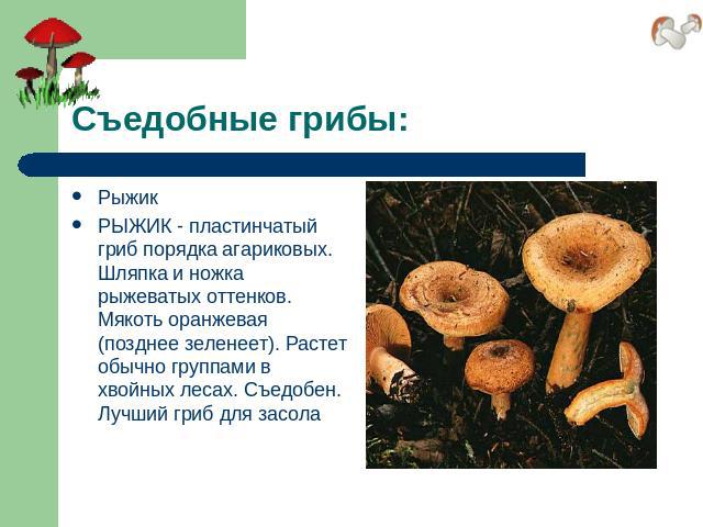Съедобные грибы: РыжикРЫЖИК - пластинчатый гриб порядка агариковых. Шляпка и ножка рыжеватых оттенков. Мякоть оранжевая (позднее зеленеет). Растет обычно группами в хвойных лесах. Съедобен. Лучший гриб для засола