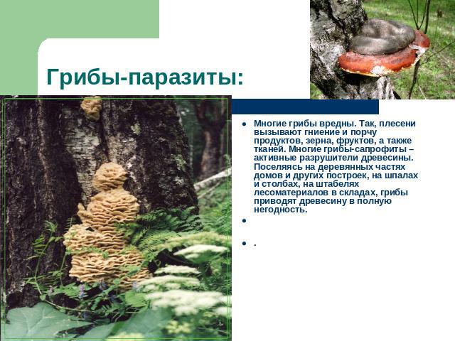 Грибы-паразиты: Многие грибы вредны. Так, плесени вызывают гниение и порчу продуктов, зерна, фруктов, а также тканей. Многие грибы-сапрофиты – активные разрушители древесины. Поселяясь на деревянных частях домов и других построек, на шпалах и столба…