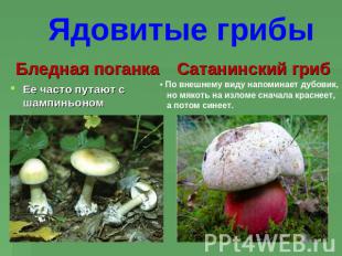 Ядовитые грибы Бледная поганкаЕе часто путают с шампиньономСатанинский гриб По в