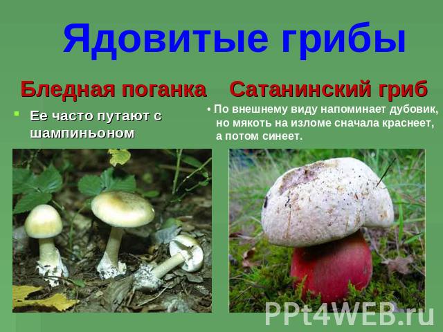 Ядовитые грибы Бледная поганкаЕе часто путают с шампиньономСатанинский гриб По внешнему виду напоминает дубовик, но мякоть на изломе сначала краснеет, а потом синеет.