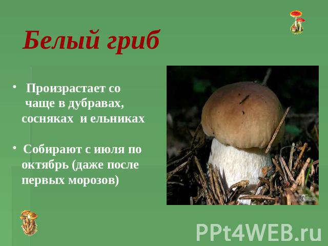 Белый гриб Произрастает со чаще в дубравах, сосняках и ельниках Собирают с июля по октябрь (даже после первых морозов)