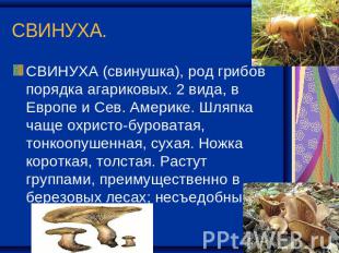 СВИНУХА. СВИНУХА (свинушка), род грибов порядка агариковых. 2 вида, в Европе и С