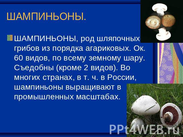 ШАМПИНЬОНЫ. ШАМПИНЬОНЫ, род шляпочных грибов из порядка агариковых. Ок. 60 видов, по всему земному шару. Съедобны (кроме 2 видов). Во многих странах, в т. ч. в России, шампиньоны выращивают в промышленных масштабах.