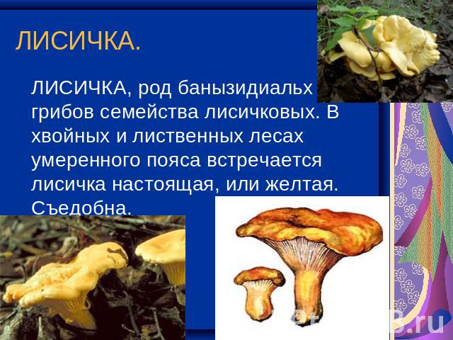 ЛИСИЧКА. ЛИСИЧКА, род банызидиальх грибов семейства лисичковых. В хвойных и лиственных лесах умеренного пояса встречается лисичка настоящая, или желтая. Съедобна.