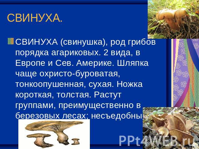 СВИНУХА. СВИНУХА (свинушка), род грибов порядка агариковых. 2 вида, в Европе и Сев. Америке. Шляпка чаще охристо-буроватая, тонкоопушенная, сухая. Ножка короткая, толстая. Растут группами, преимущественно в березовых лесах; несъедобны.