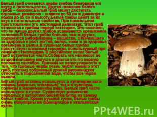 Белый гриб считается царём грибов благодаря его вкусу и питательности. Другое на