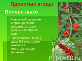 Ядовитые ягоды Волчье лыко Невысокий кустарник с ярко-красными ягодами, которые