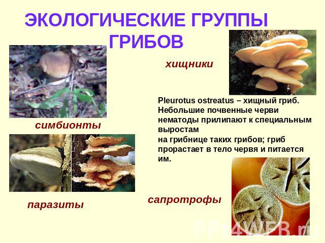 ЭКОЛОГИЧЕСКИЕ ГРУППЫ ГРИБОВ Pleurotus ostreatus – хищный гриб. Небольшие почвенные черви нематоды прилипают к специальным выростам на грибнице таких грибов; гриб прорастает в тело червя и питается им.