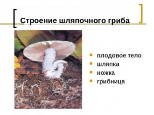 Строение шляпочного гриба плодовое телошляпканожкагрибница