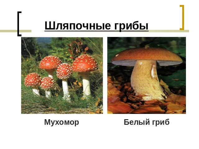 Шляпочные грибы МухоморБелый гриб