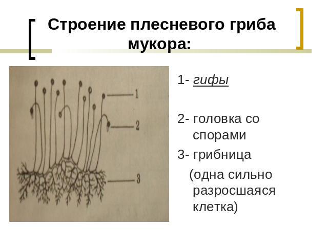 Строение плесневого гриба мукора: 1- гифы2- головка со спорами 3- грибница (одна сильно разросшаяся клетка)