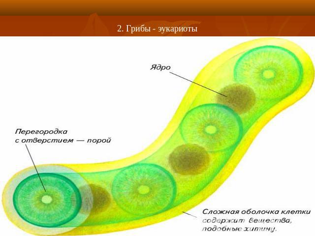 2. Грибы - эукариоты