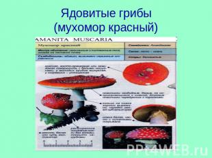 Ядовитые грибы(мухомор красный)