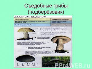 Съедобные грибы(подберёзовик)