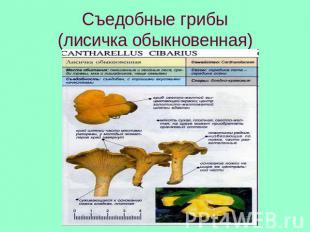 Съедобные грибы(лисичка обыкновенная)