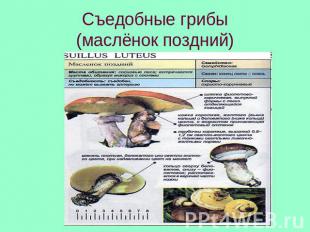 Съедобные грибы(маслёнок поздний)