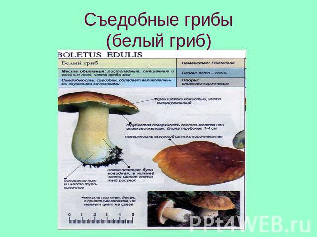 Съедобные грибы(белый гриб)