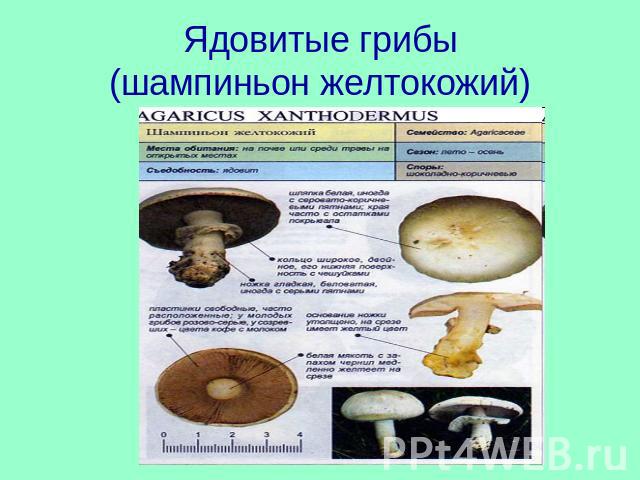 Ядовитые грибы(шампиньон желтокожий)