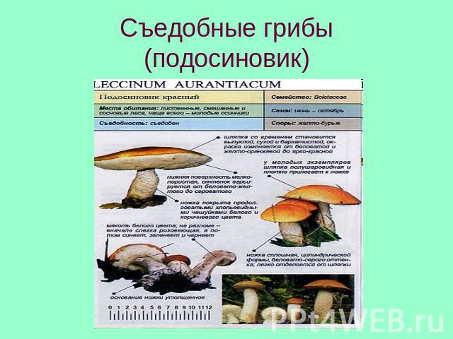 Съедобные грибы(подосиновик)