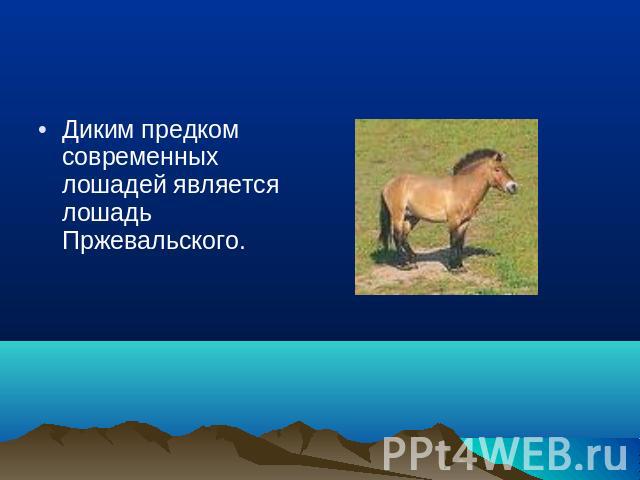 Диким предком современных лошадей является лошадь Пржевальского.